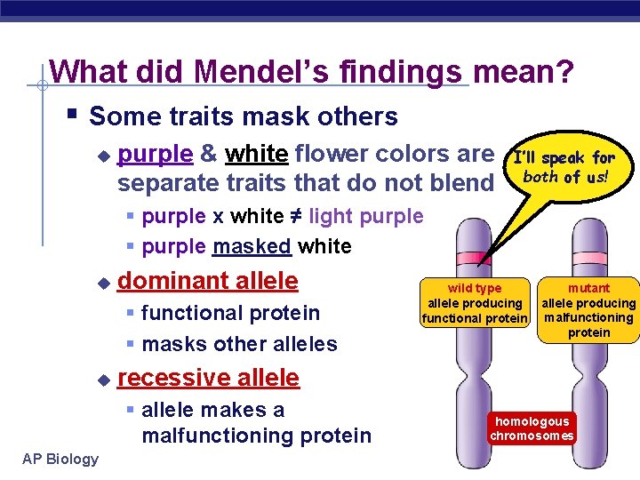 What did Mendel’s findings mean? § Some traits mask others u purple & white