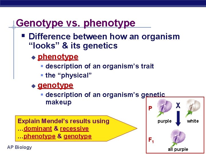 Genotype vs. phenotype § Difference between how an organism “looks” & its genetics u