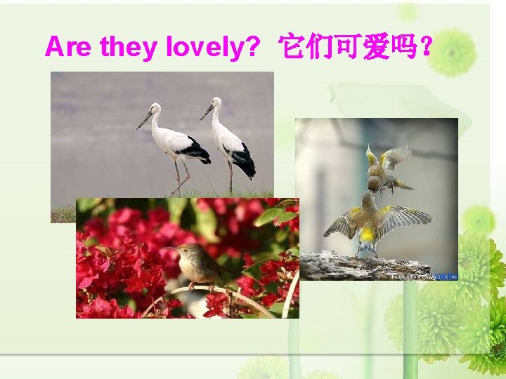 Are they lovely? 它们可爱吗？ 