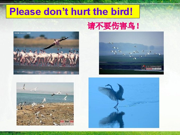 Please don’t hurt the bird! 请不要伤害鸟！ 