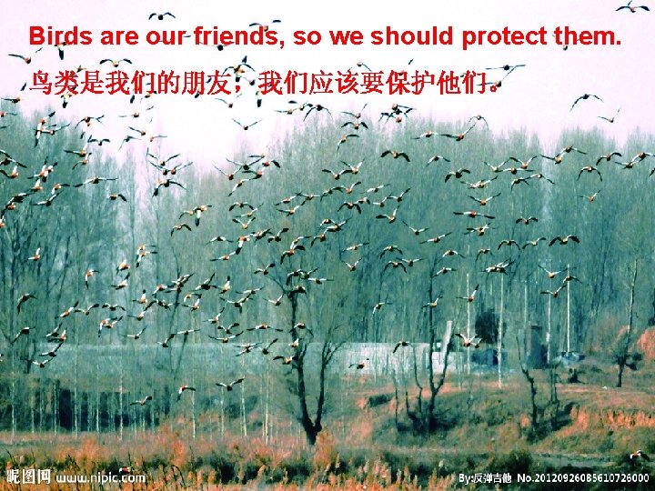 Birds are our friends, so we should protect them. 鸟类是我们的朋友，我们应该要保护他们。 