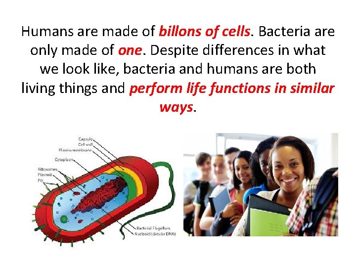 Humans are made of billons of cells. Bacteria are only made of one. Despite