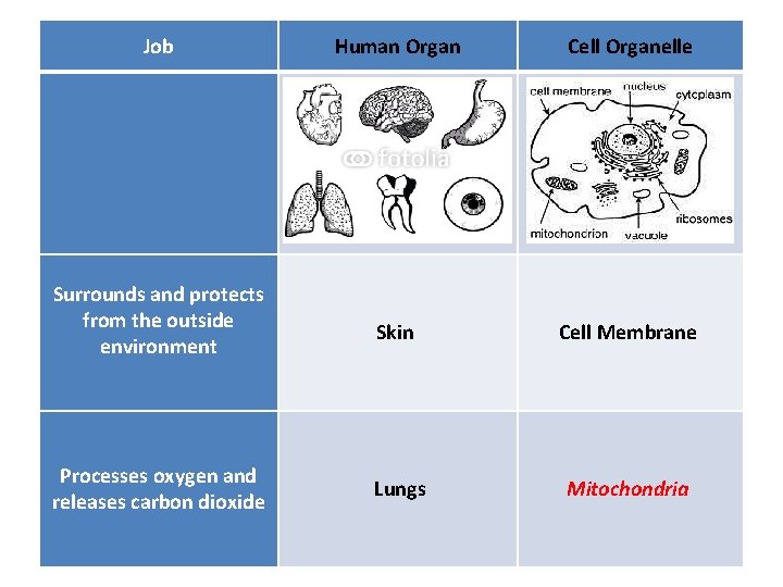 Job Surrounds and protects from the outside environment Processes oxygen and releases carbon dioxide