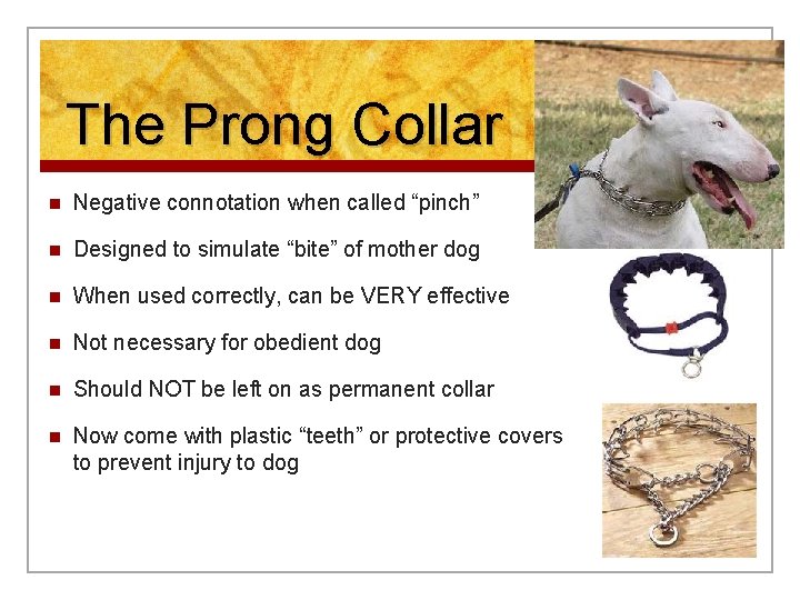 The Prong Collar n Negative connotation when called “pinch” n Designed to simulate “bite”