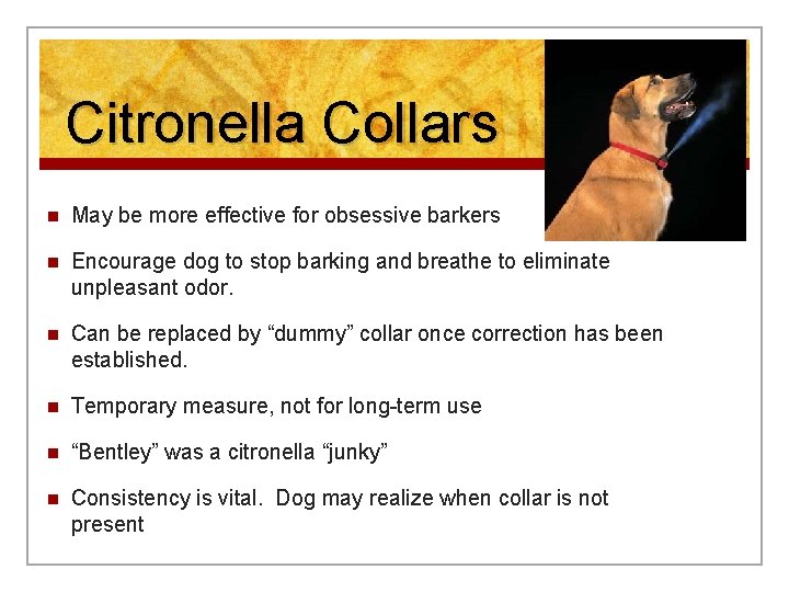 Citronella Collars n May be more effective for obsessive barkers n Encourage dog to