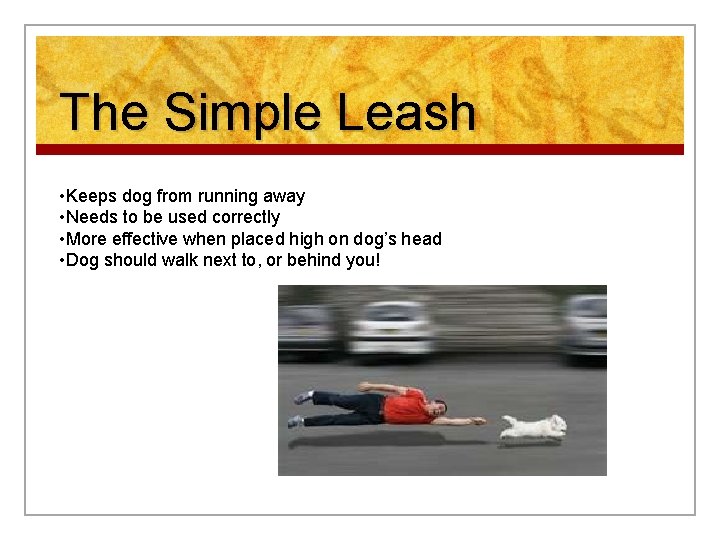 The Simple Leash • Keeps dog from running away • Needs to be used