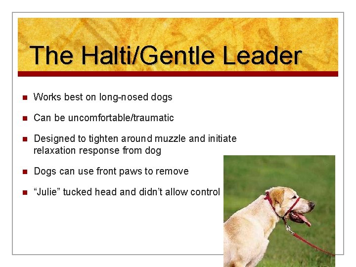 The Halti/Gentle Leader n Works best on long-nosed dogs n Can be uncomfortable/traumatic n