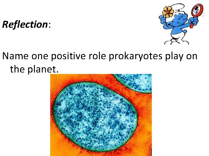 Reflection: Name one positive role prokaryotes play on the planet. 