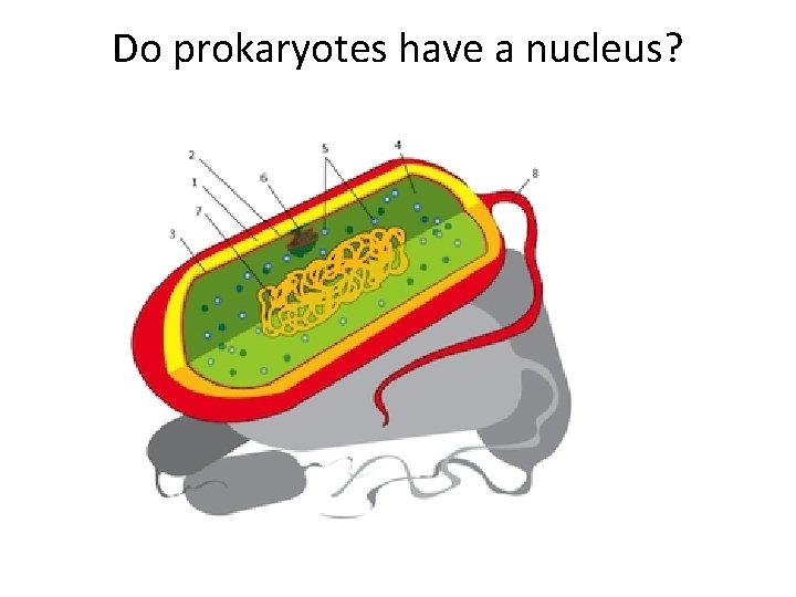 Do prokaryotes have a nucleus? 