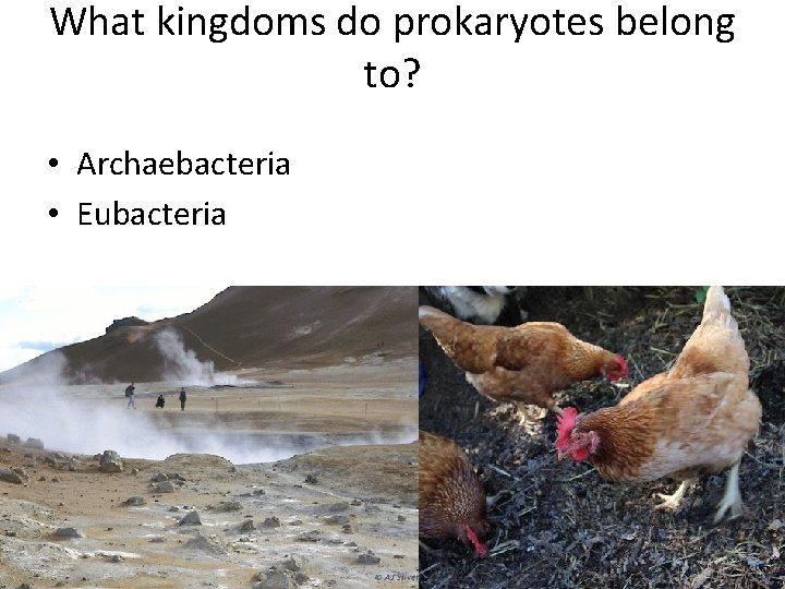 What kingdoms do prokaryotes belong to? • Archaebacteria • Eubacteria 