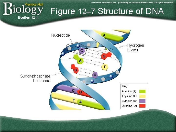 Section 12 -1 Figure 12– 7 Structure of DNA Nucleotide Hydrogen bonds Sugar-phosphate backbone