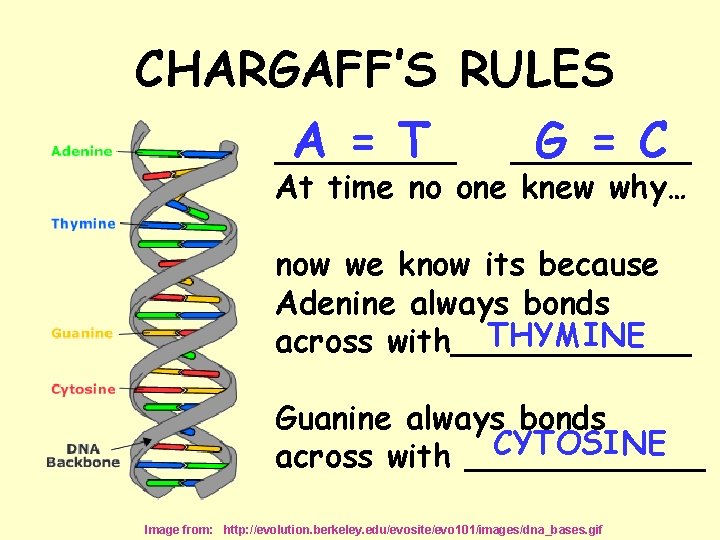 CHARGAFF’S RULES A = T G = C _________ At time no one knew