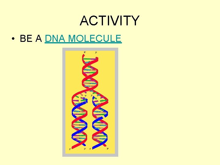 ACTIVITY • BE A DNA MOLECULE 
