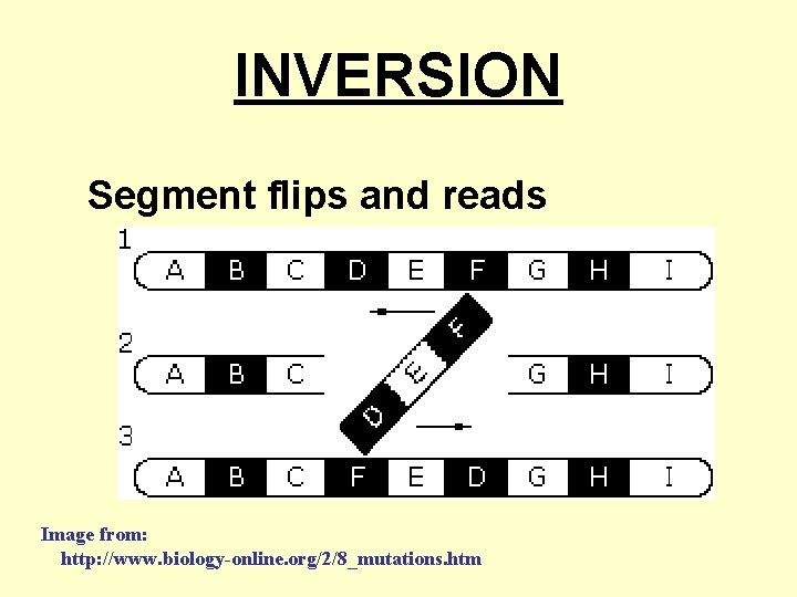 INVERSION Segment flips and reads backwards Image from: http: //www. biology-online. org/2/8_mutations. htm 