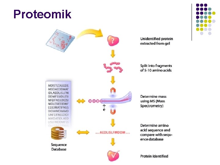 Proteomik 