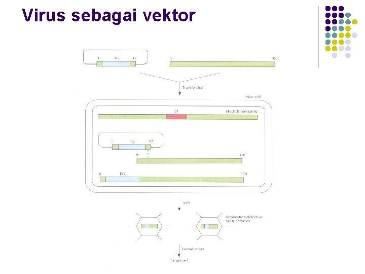 Virus sebagai vektor 
