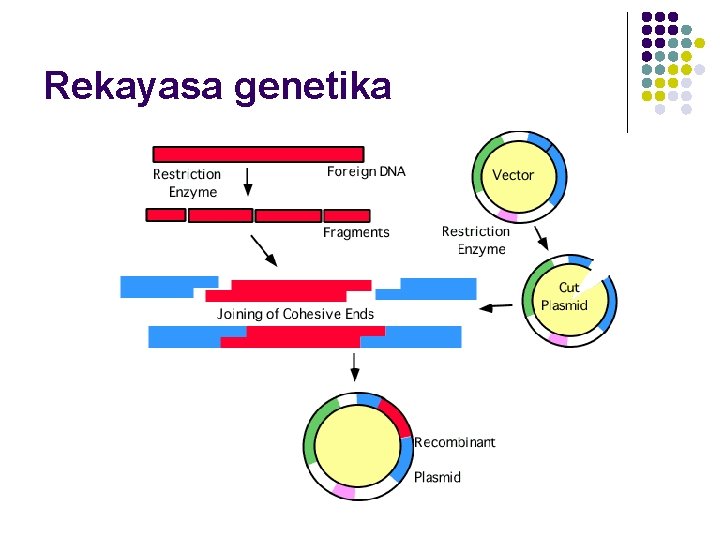 Rekayasa genetika 