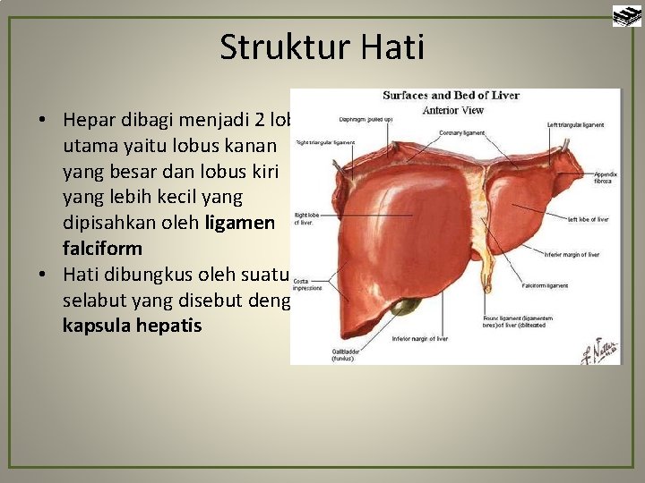 Struktur Hati • Hepar dibagi menjadi 2 lobus utama yaitu lobus kanan yang besar