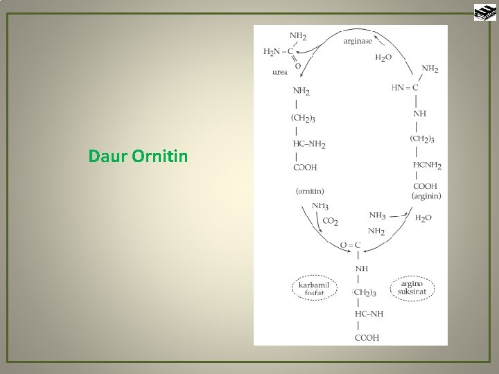 Daur Ornitin 