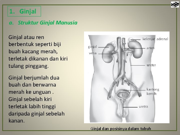 1. Ginjal a. Struktur Ginjal Manusia Ginjal atau ren berbentuk seperti biji buah kacang