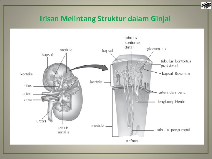 Irisan Melintang Struktur dalam Ginjal 