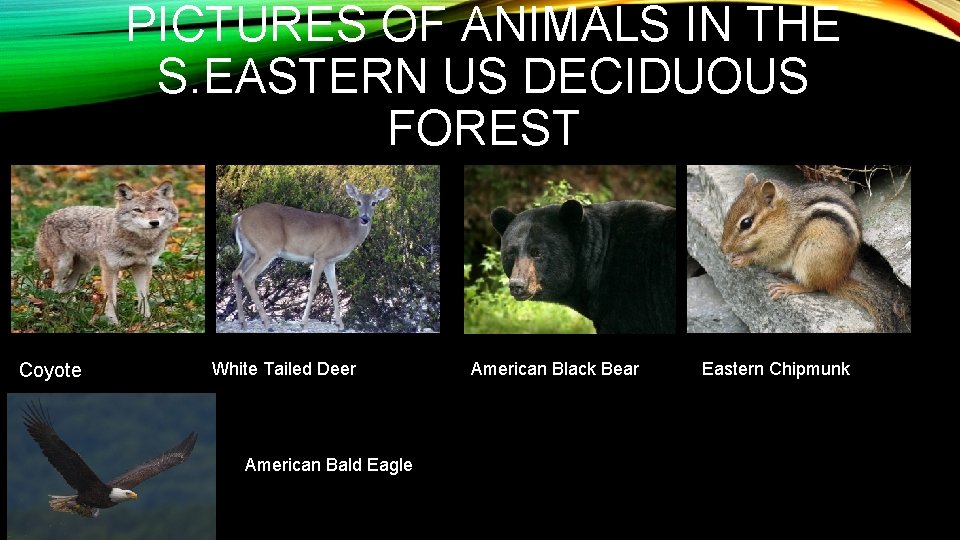 PICTURES OF ANIMALS IN THE S. EASTERN US DECIDUOUS FOREST Coyote White Tailed Deer