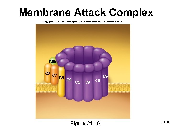 Membrane Attack Complex Copyright © The Mc. Graw-Hill Companies, Inc. Permission required for reproduction