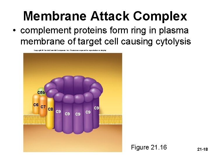 Membrane Attack Complex • complement proteins form ring in plasma membrane of target cell
