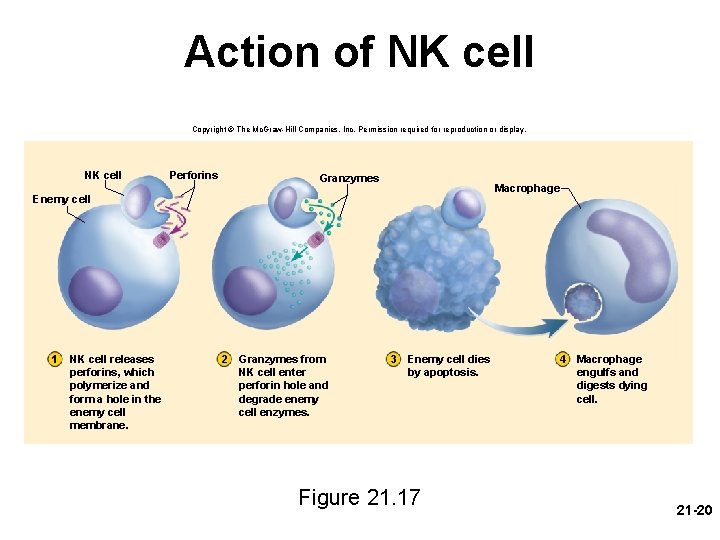 Action of NK cell Copyright © The Mc. Graw-Hill Companies, Inc. Permission required for