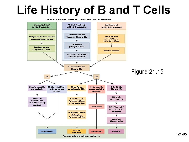Life History of B and T Cells Copyright © The Mc. Graw-Hill Companies, Inc.