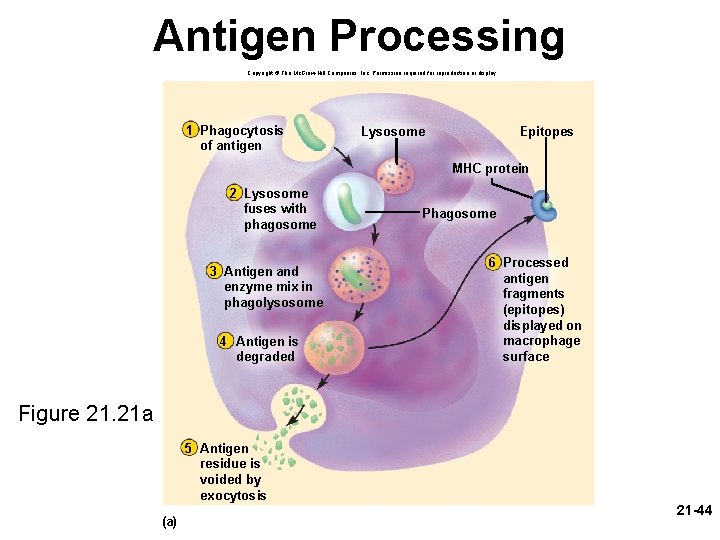 Antigen Processing Copyright © The Mc. Graw-Hill Companies, Inc. Permission required for reproduction or