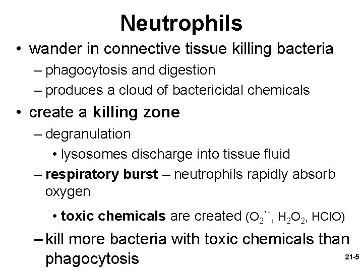 Neutrophils • wander in connective tissue killing bacteria – phagocytosis and digestion – produces
