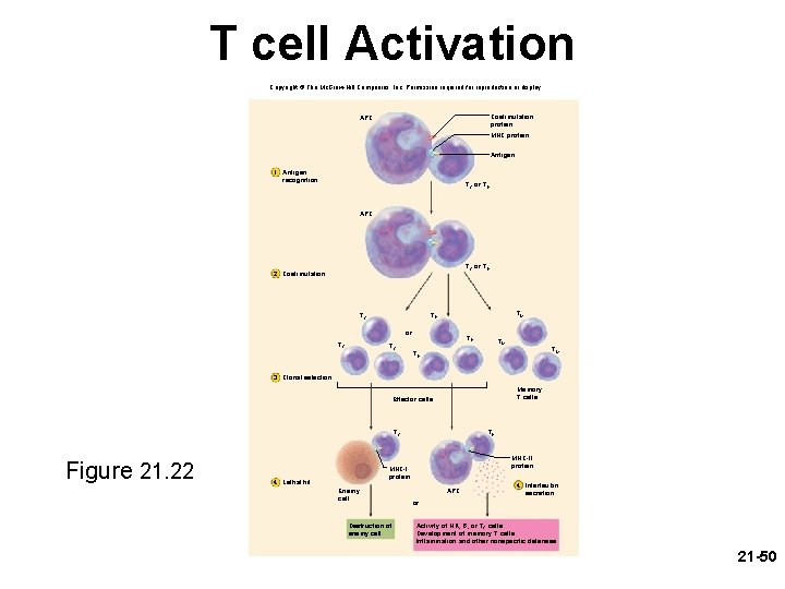 T cell Activation Copyright © The Mc. Graw-Hill Companies, Inc. Permission required for reproduction