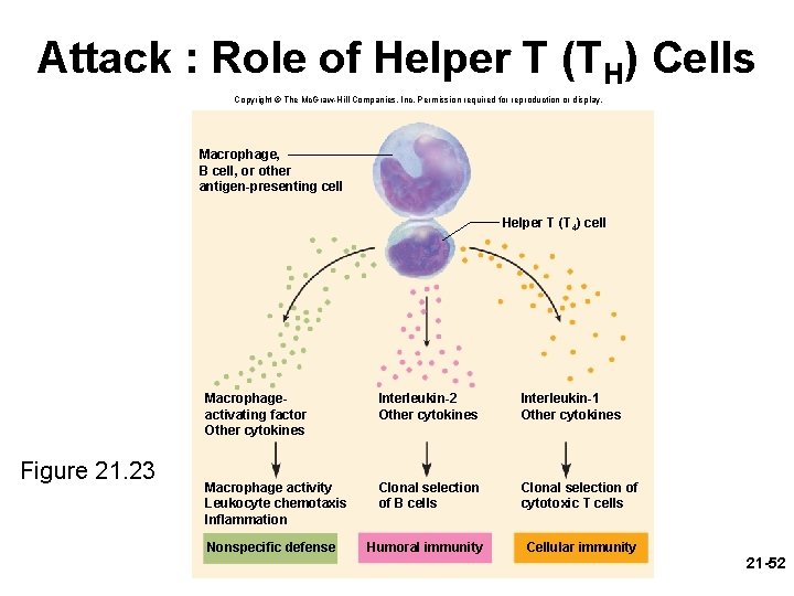 Attack : Role of Helper T (TH) Cells Copyright © The Mc. Graw-Hill Companies,