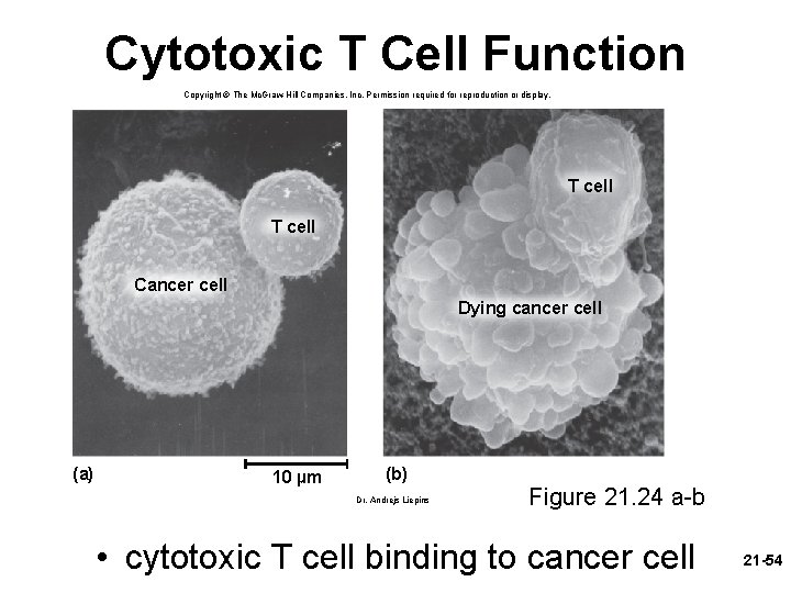 Cytotoxic T Cell Function Copyright © The Mc. Graw-Hill Companies, Inc. Permission required for