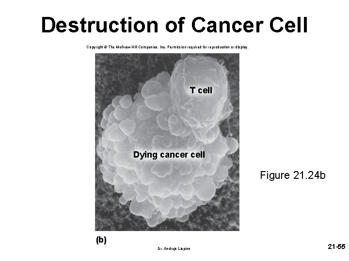 Destruction of Cancer Cell Copyright © The Mc. Graw-Hill Companies, Inc. Permission required for