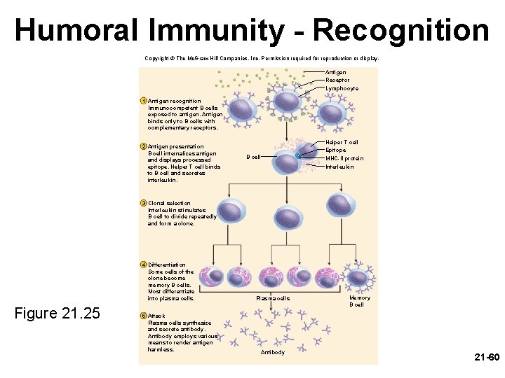 Humoral Immunity - Recognition Copyright © The Mc. Graw-Hill Companies, Inc. Permission required for