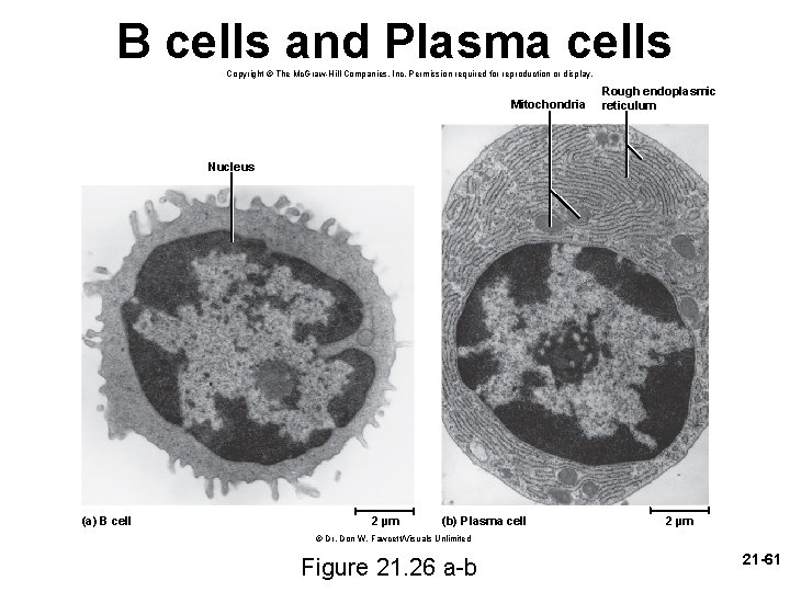 B cells and Plasma cells Copyright © The Mc. Graw-Hill Companies, Inc. Permission required