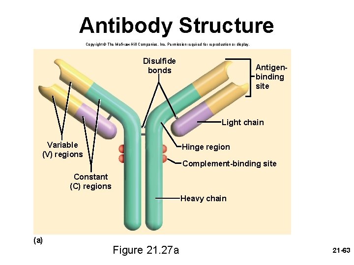 Antibody Structure Copyright © The Mc. Graw-Hill Companies, Inc. Permission required for reproduction or