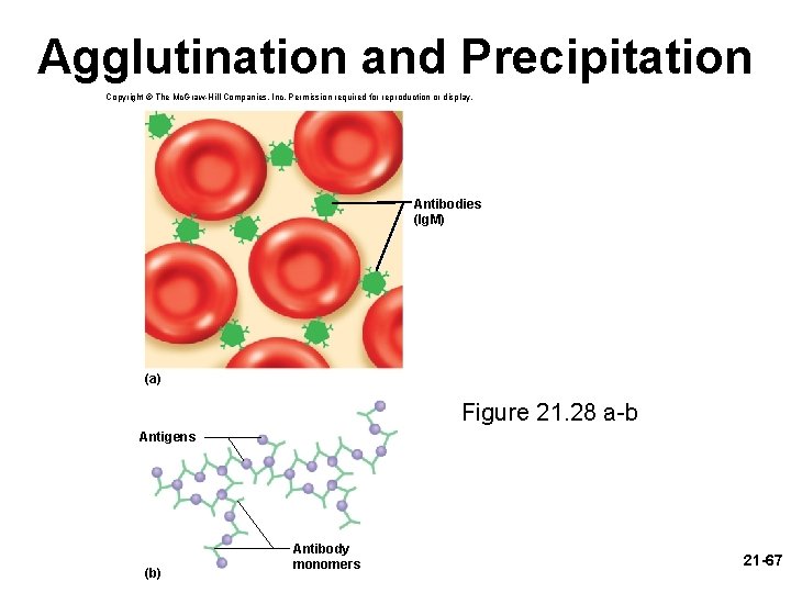 Agglutination and Precipitation Copyright © The Mc. Graw-Hill Companies, Inc. Permission required for reproduction