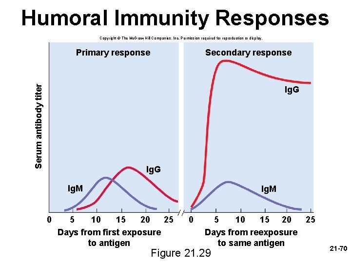 Humoral Immunity Responses Copyright © The Mc. Graw-Hill Companies, Inc. Permission required for reproduction