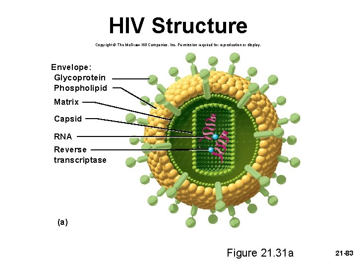 HIV Structure Copyright © The Mc. Graw-Hill Companies, Inc. Permission required for reproduction or