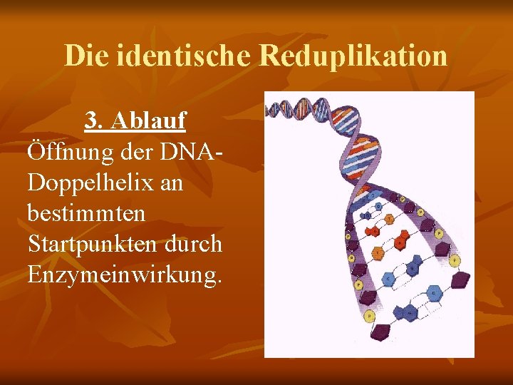 Die identische Reduplikation 3. Ablauf Öffnung der DNADoppelhelix an bestimmten Startpunkten durch Enzymeinwirkung. 