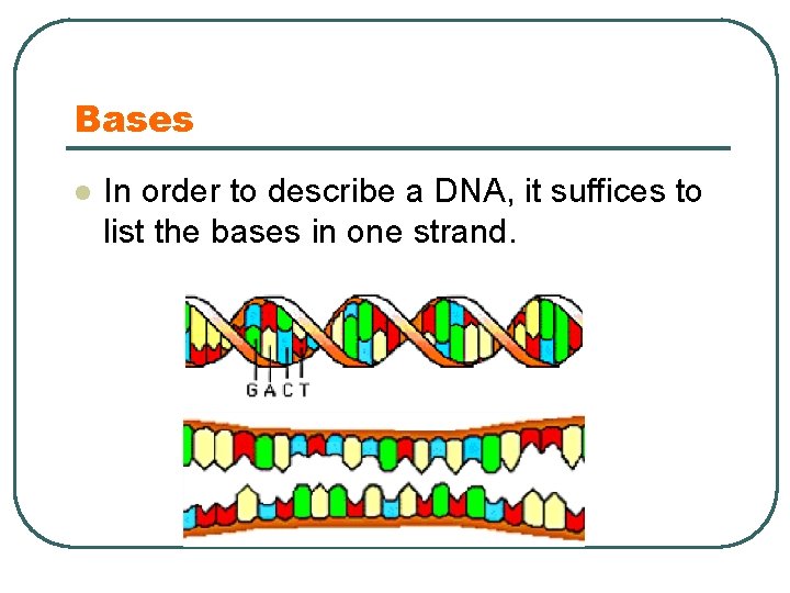 Bases l In order to describe a DNA, it suffices to list the bases