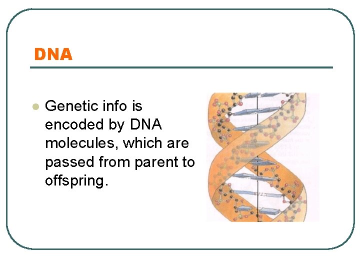 DNA l Genetic info is encoded by DNA molecules, which are passed from parent