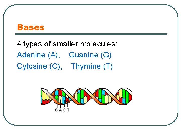 Bases 4 types of smaller molecules: Adenine (A), Guanine (G) Cytosine (C), Thymine (T)