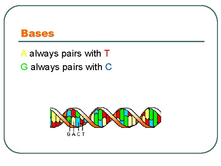Bases A always pairs with T G always pairs with C 