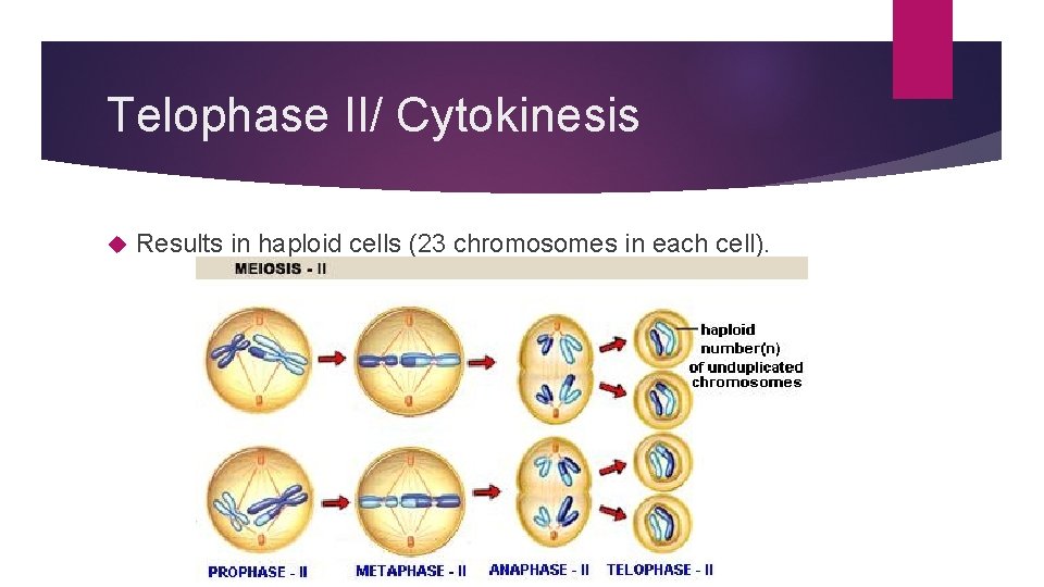 Telophase II/ Cytokinesis Results in haploid cells (23 chromosomes in each cell). 