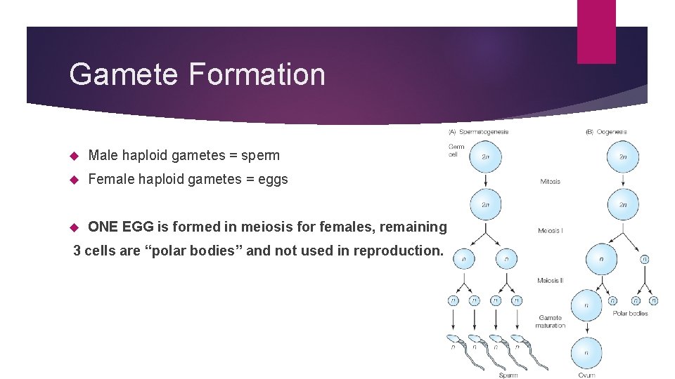 Gamete Formation Male haploid gametes = sperm Female haploid gametes = eggs ONE EGG