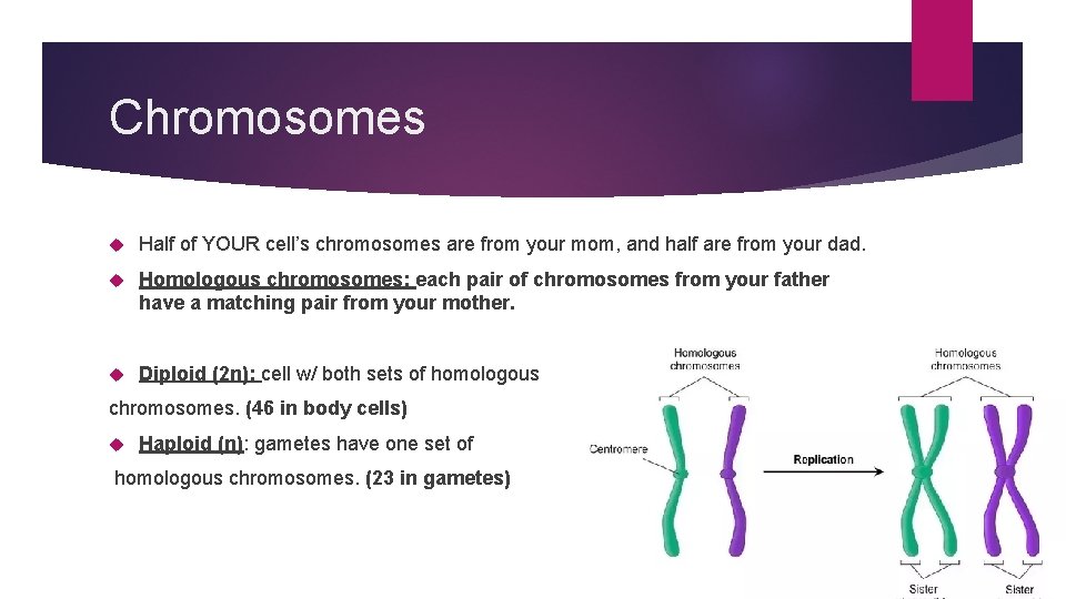 Chromosomes Half of YOUR cell’s chromosomes are from your mom, and half are from